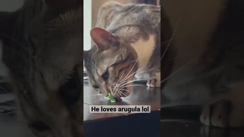 The cat who loves arugula