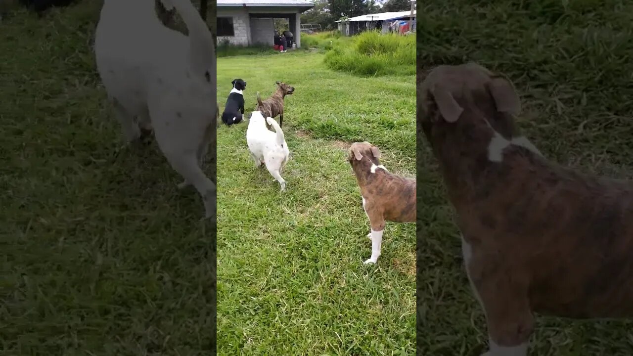 What A Free Range, Never Been Kenneled Pitbull Pack Looks Like