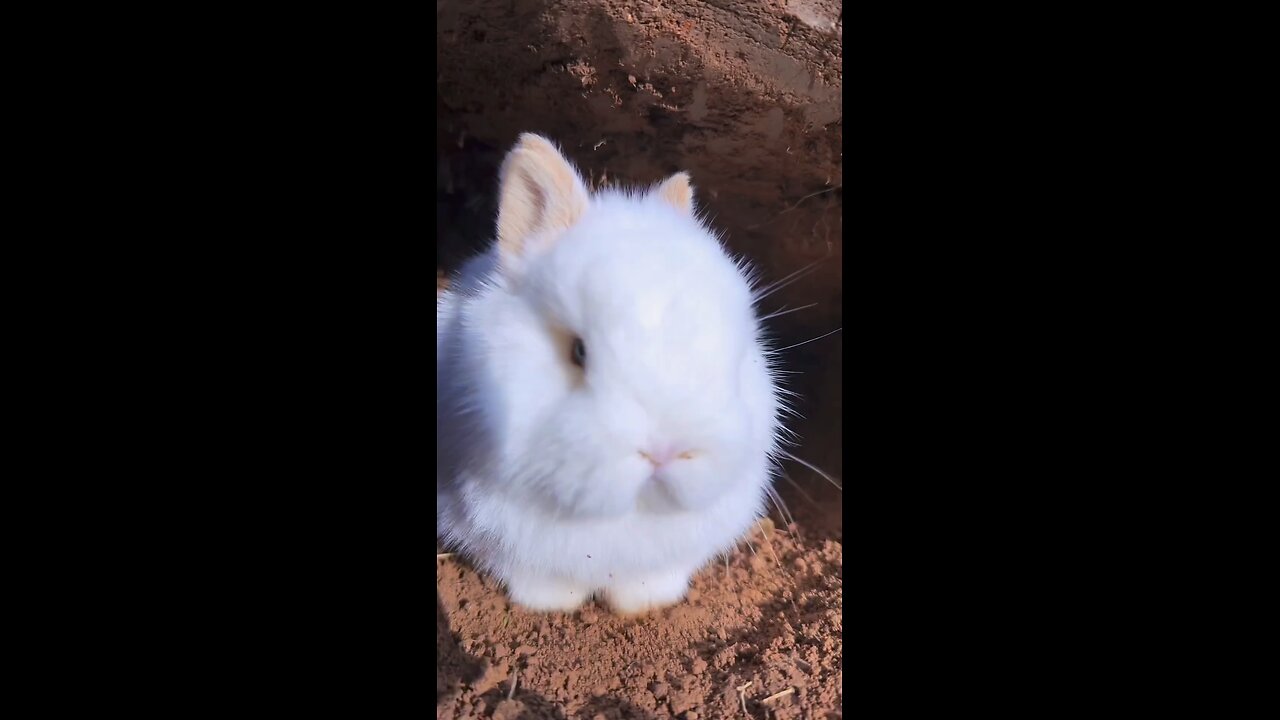 fluppy rabbit