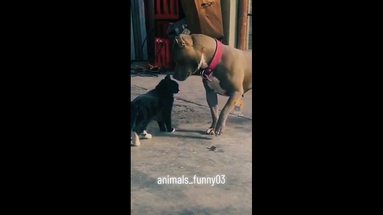 #funnyreels2024 #funnyvideoscomedy #funnyvideosclip #funnyvideosdownload #funnyvideosdaily