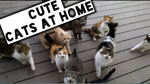 Cute Cats || sweet cats at Home || Cats eating ||