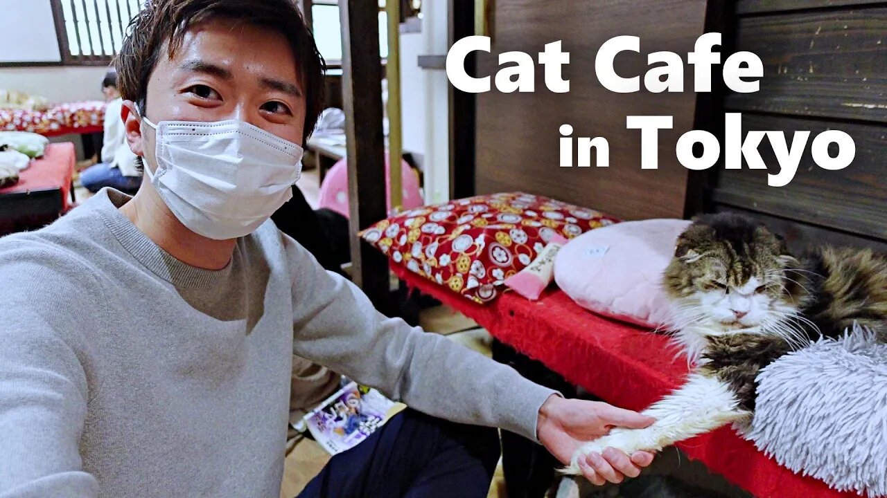 Rescue Cat Cafe in Tokyo (feat. @OnTheWorldStage) // Japan Travel Guide