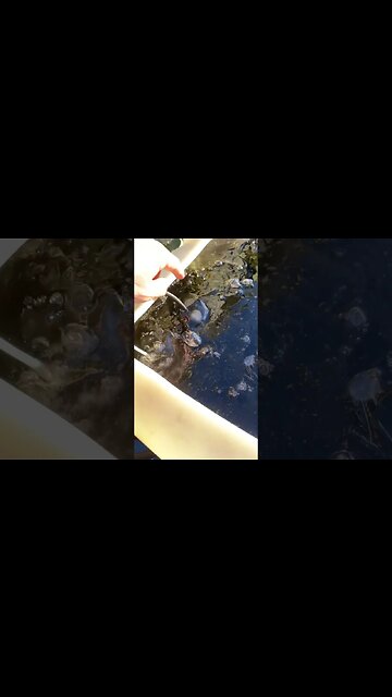 2022 blizzard has almost enclosed the top of the goldfish tanks in ice￼