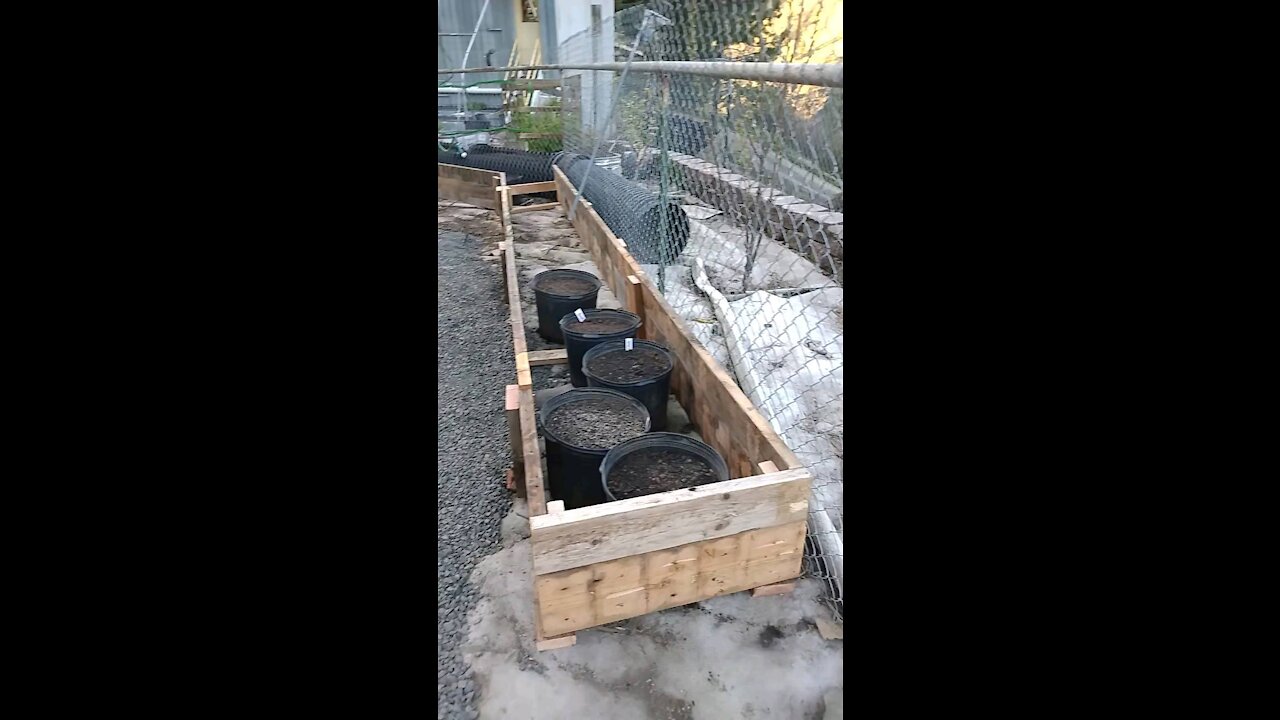 Potato planter box