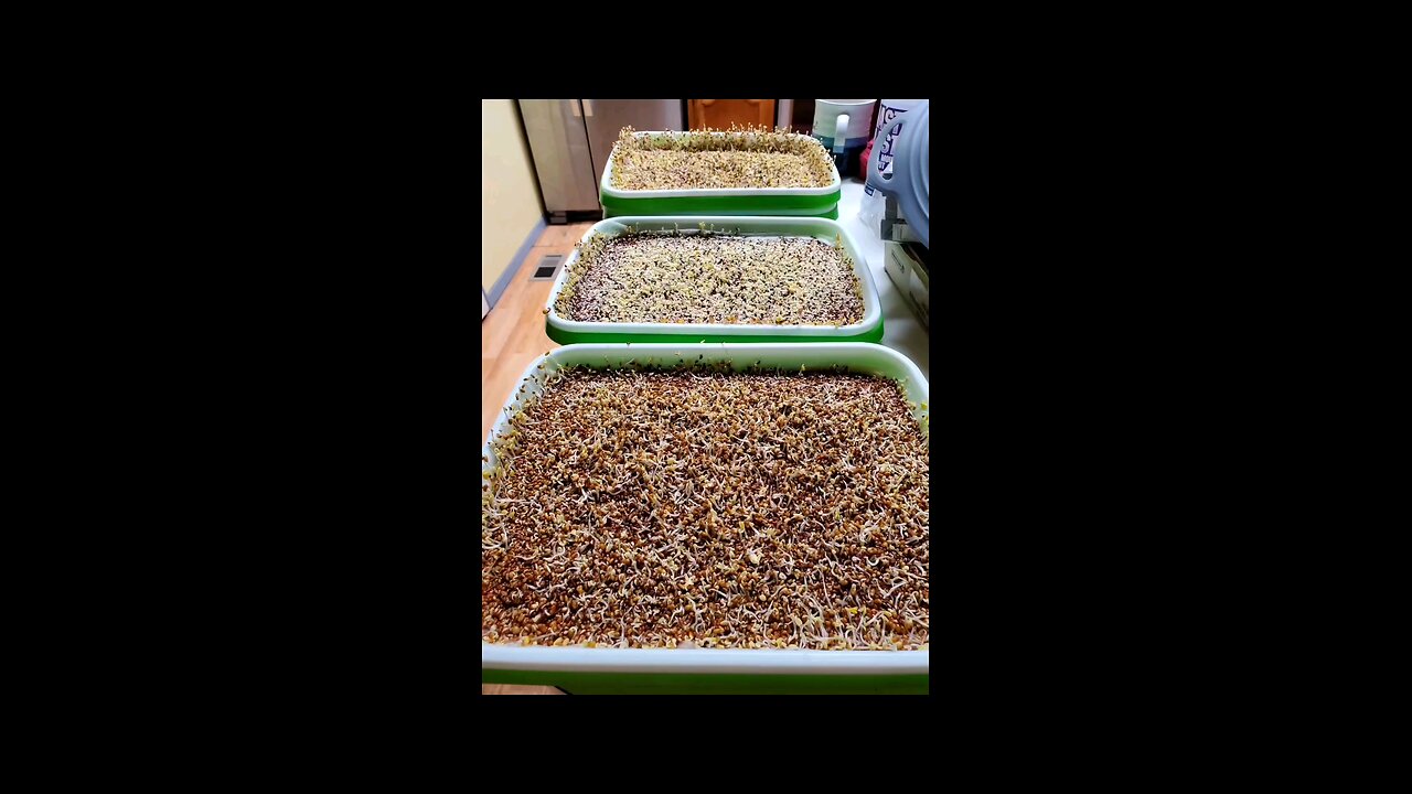 Micro Greens update