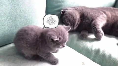 Baby Cats - Funny and Cute Cat Videos Compilation