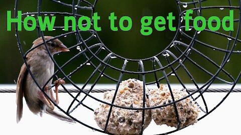 Cute bird tries to get food from a bird feeder