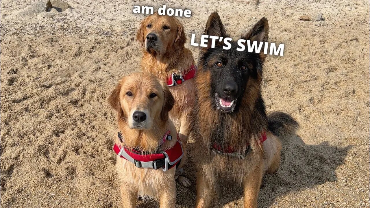 LIVE - My Dogs Have a Day At The Beach