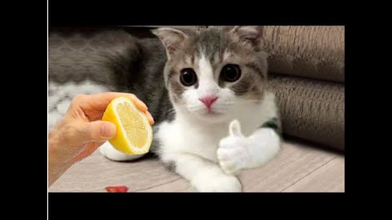 Funny animals - Cute dogs and cats doing funny things