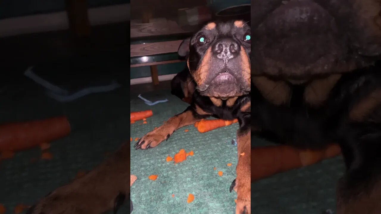 CUTE DOG ASMR 🐶 YouTube #shorts #short #viral #trending #subscribe