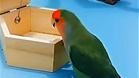 This Is A Very Smart Parrot