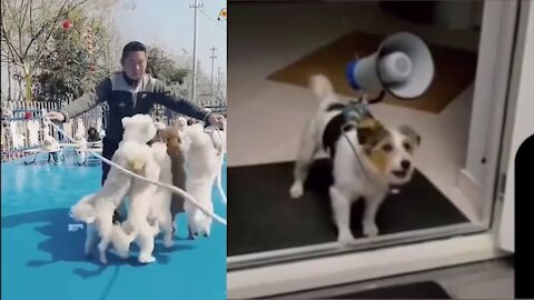 It's time to LAUGH with Dog's life Funny Dog Videos 2021 Cute and Funny Dog Videos Compilation