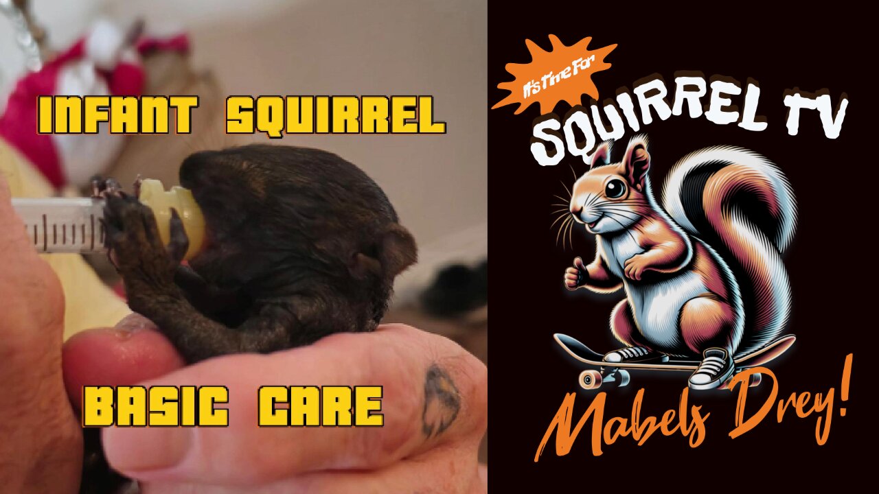 Creating a Cozy Home for Your Rescued Squirrel