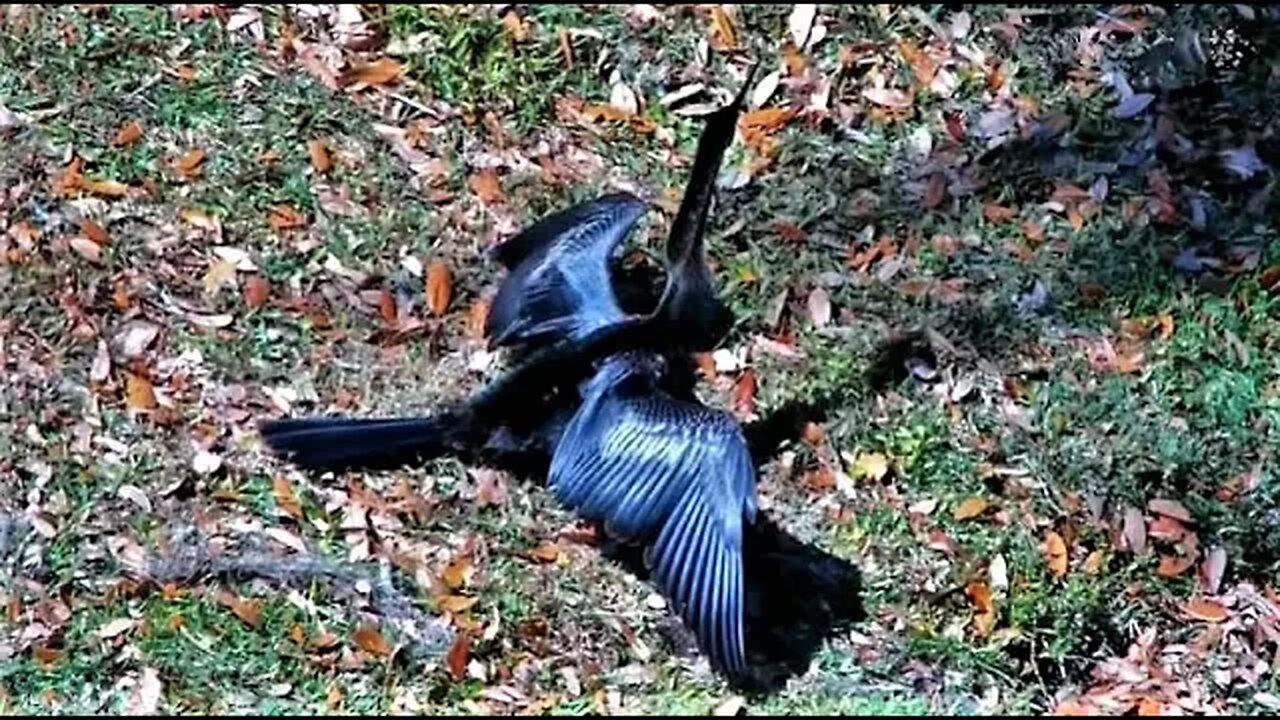 Anhinga Dries Off by The Lagoon 🦩 03/22/23 15:08