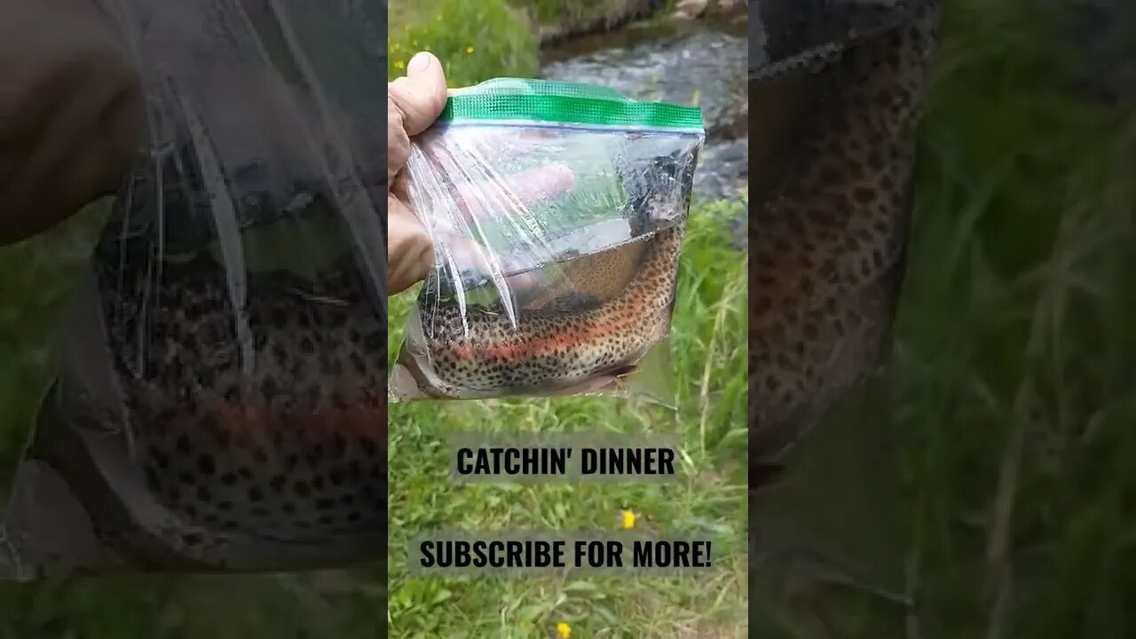 Catchin' Dinner! #trout #kidsfishing #youthfishing #mountainstreams #fishing