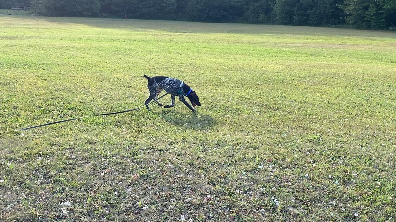 Ruger the GSP