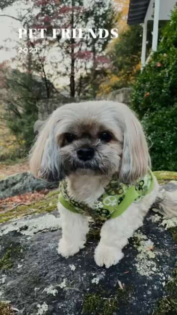 CC the Shorkie a compilation