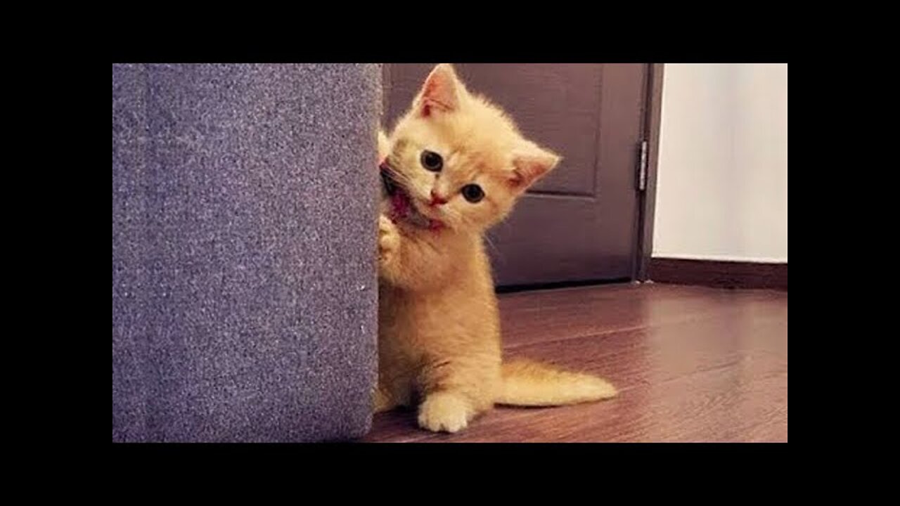 OMG So Cute ♥ Funny Cats and Dogs Part 75