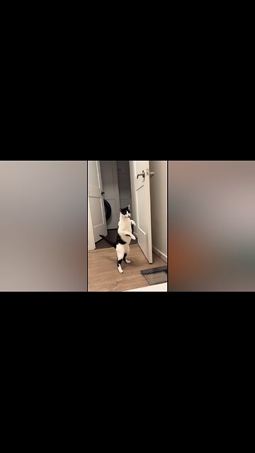 ”Their eating the pets” video…. This is my favorite 🤩