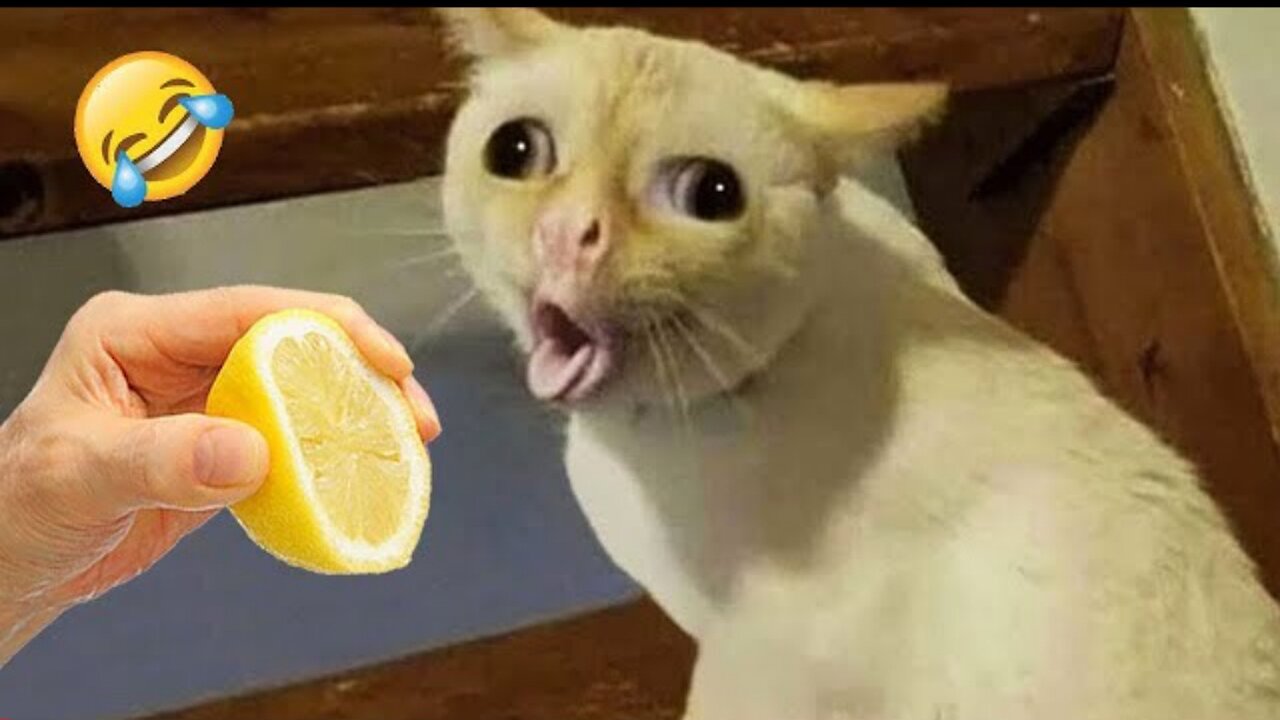 ULTimate Funny CATS And Dogs || Funniest Animals 🤣PAART 1 (Peat world 1)