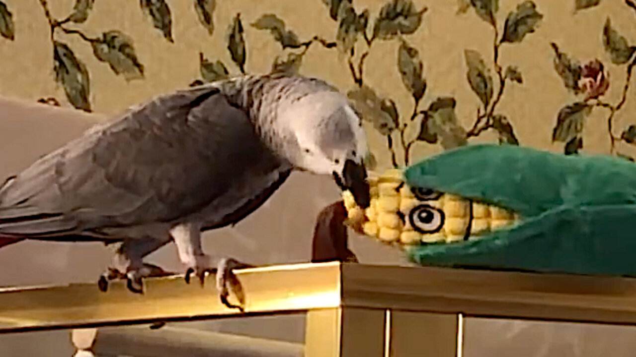 Talking parrot tosses toy corn over the edge, instantly apologizes