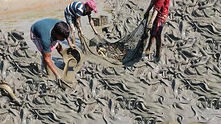 catfish catching in muddy water by hand