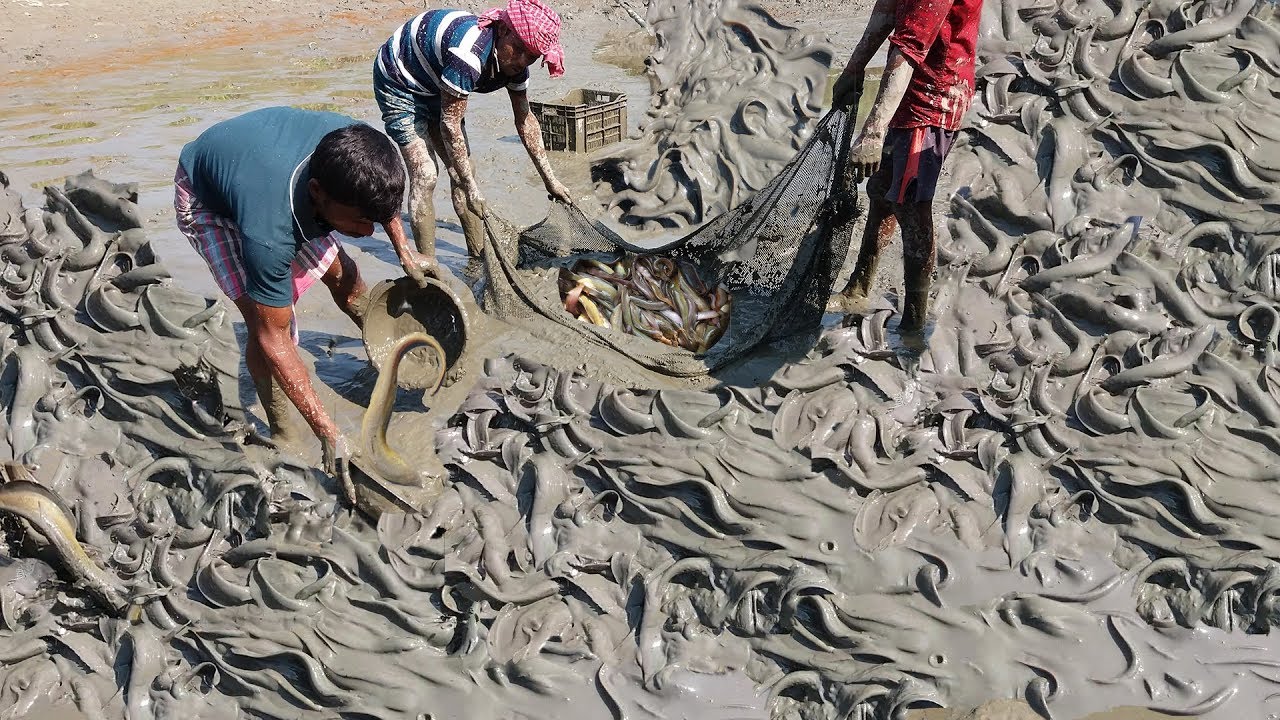 catfish catching in muddy water by hand