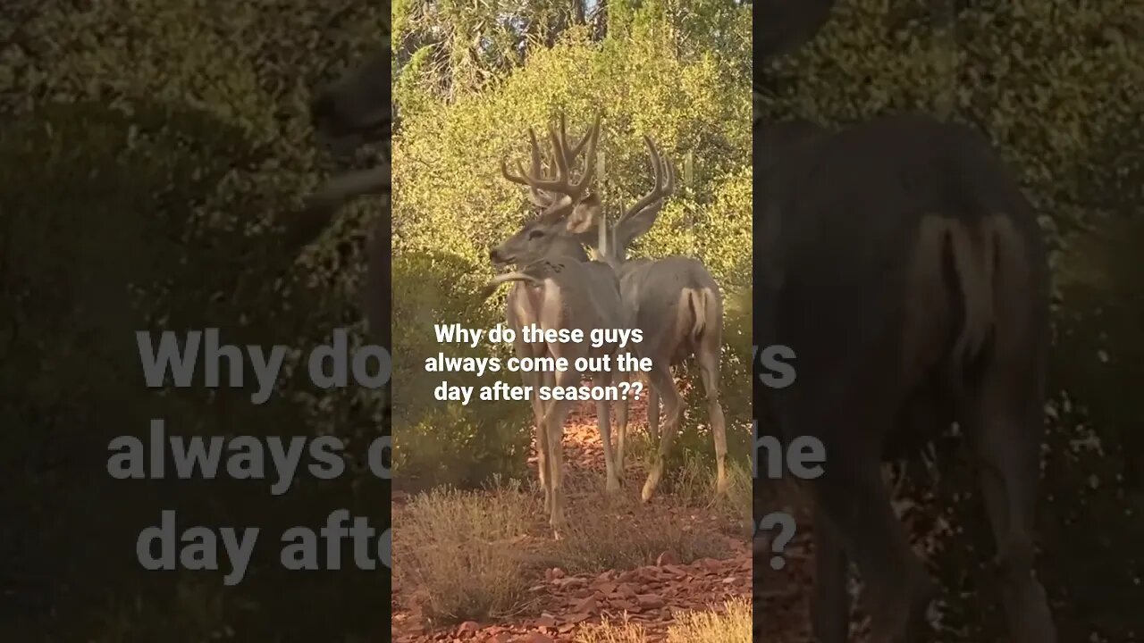 It’s like they KNOW the day it’s SAFE to come OUT! #shorts #deer #deerhunting #outdoors