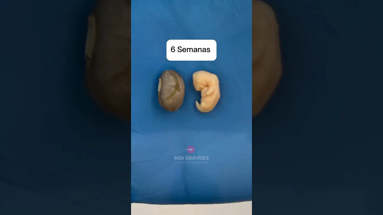 Olha o tamanho real do bebê em gestação, semana a semana