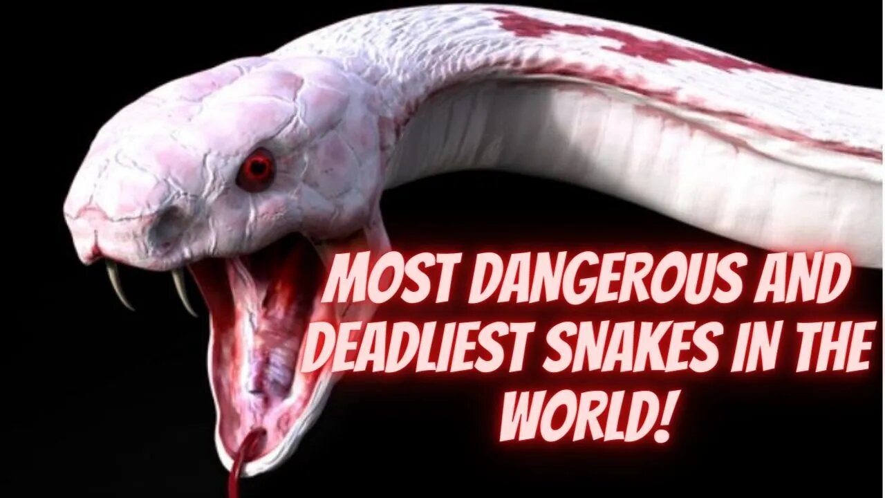 MOST DANGEROUS AND DEADLIEST SNAKES IN THE WORLD