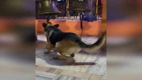 3 ++++ Funny animal videos Funny cats dogs Funny animals 247