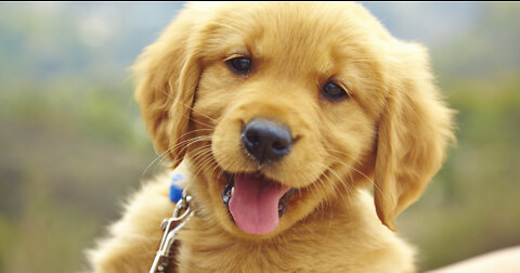 Prank Dog Funny