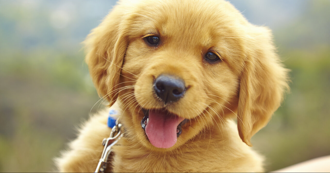 Prank Dog Funny
