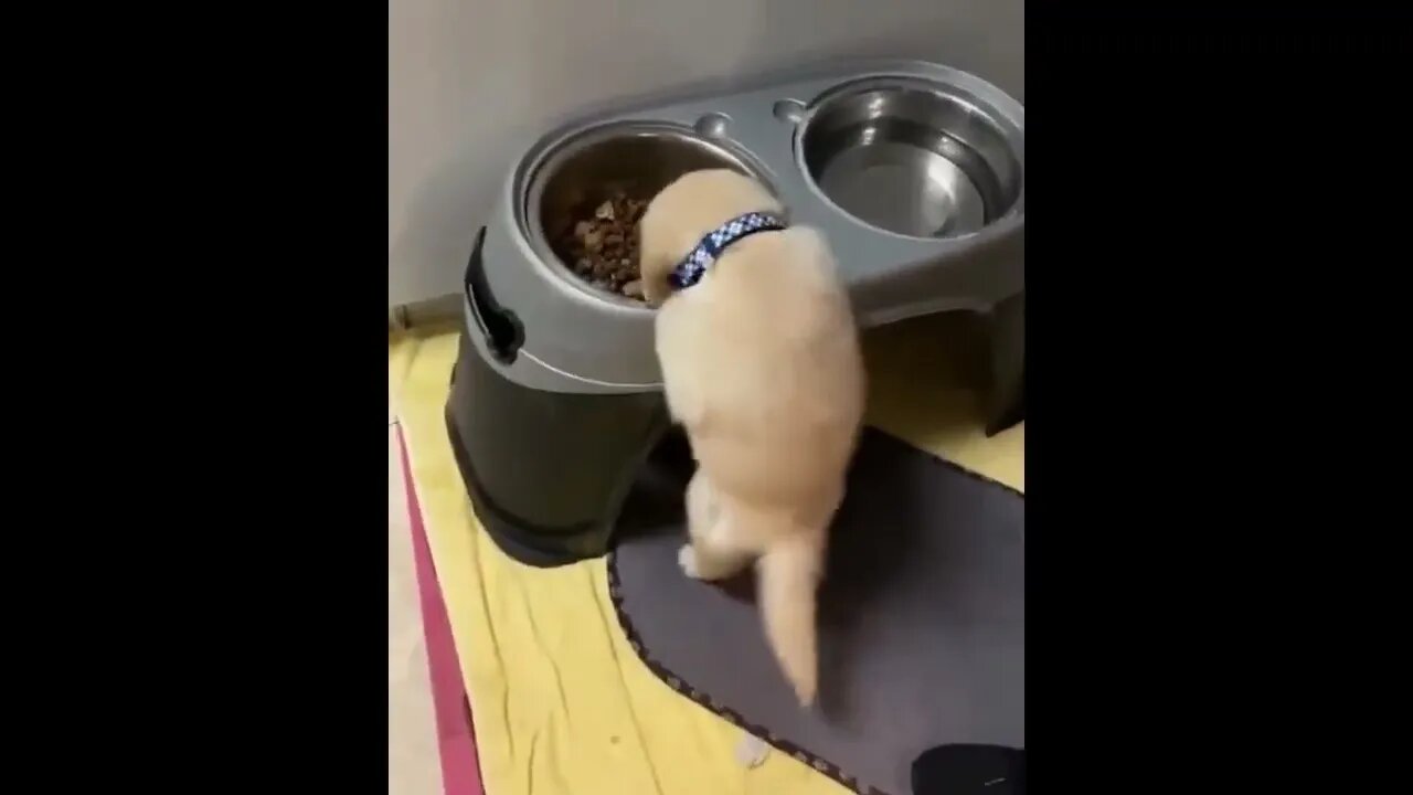 Cute Puppies Doing Funny Things, Cutest Puppies in the Worlds