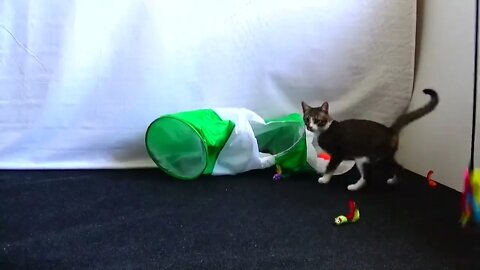 Kitten Is Fascinated by Toy
