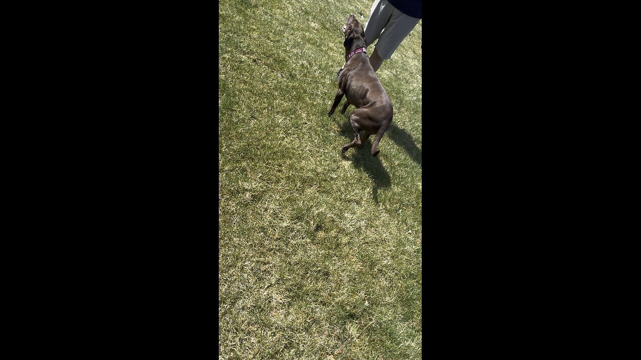 Can you tell what is the style of this dog?