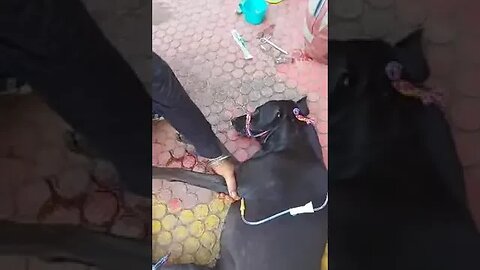 #dogs #dog #viral #fyp #shorts #short #reels #reel #funny #nature #funnymoments #funnydogs #puppy 2