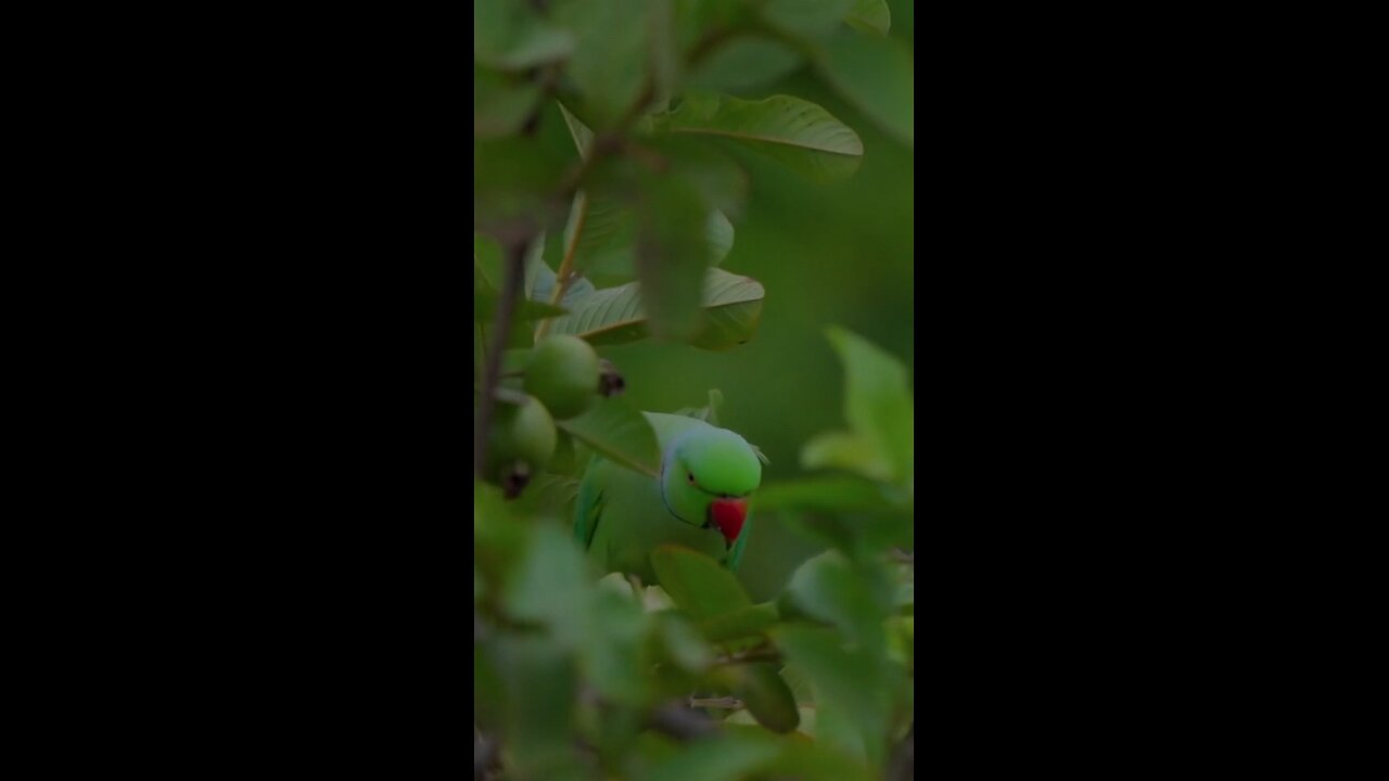 beautiful bird 🐦🐦🐦🐦