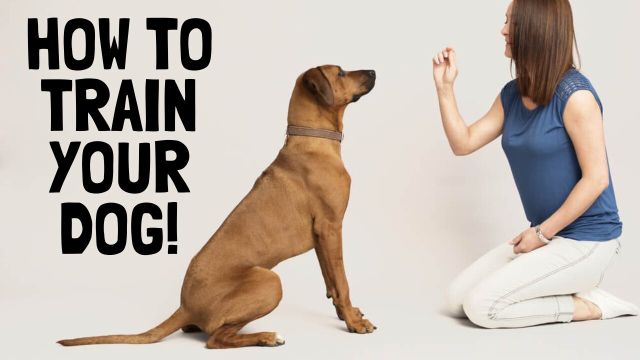 Dog training | Stop your Dog Bad Behavior | brain training 4 dogs