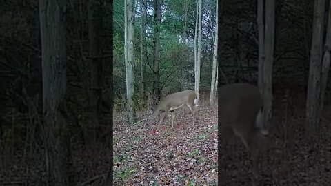 Doe on the Move