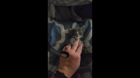 Kitten enjoy massage