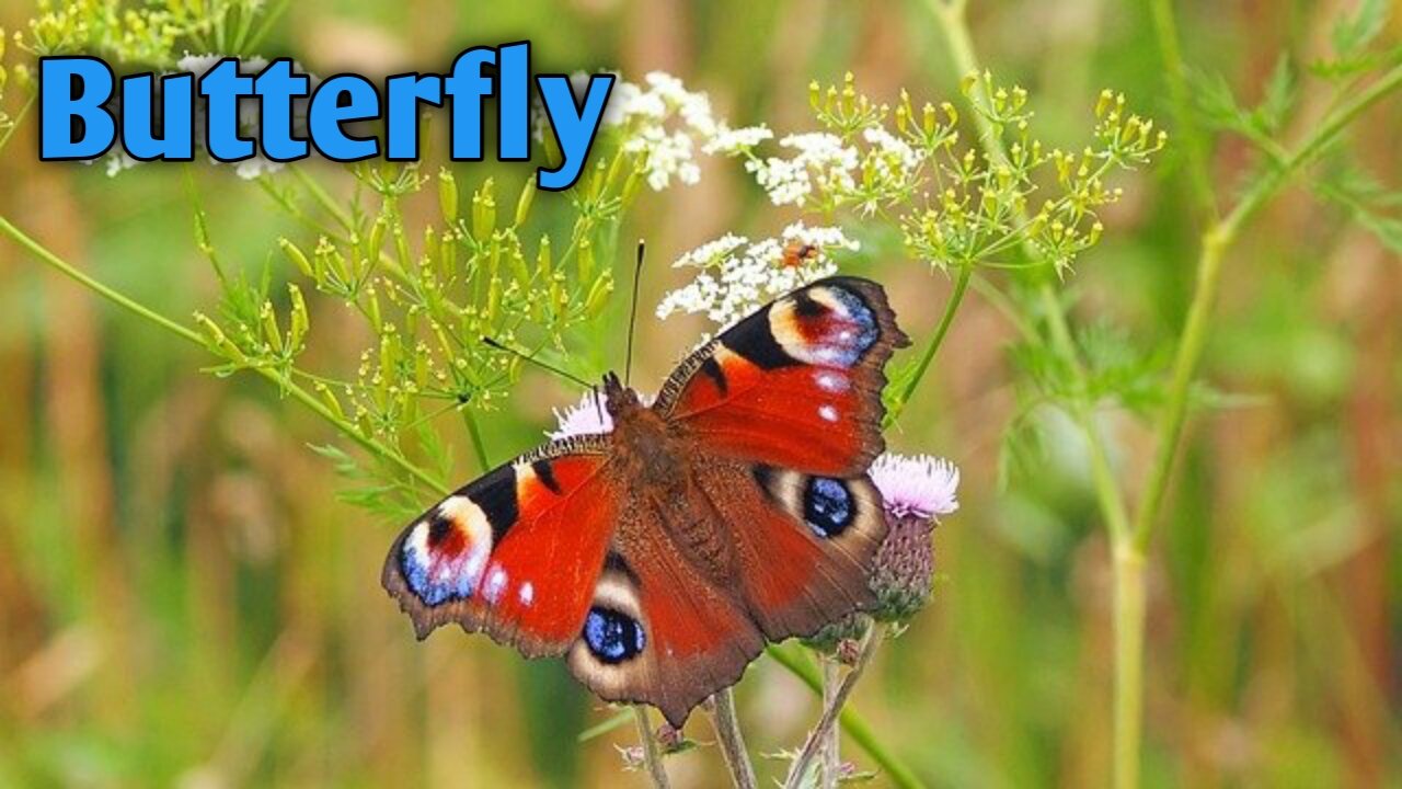 Butterfly cute butterfly butterfly song