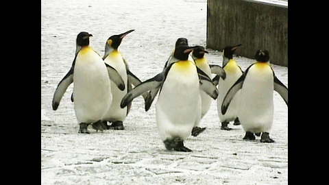 March of the Penguins