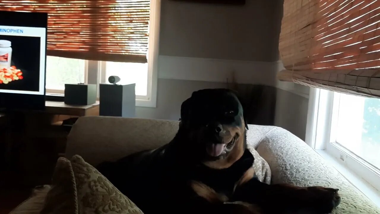 Rottweiler - Feddie, One Of The Most Beautiful Ever.