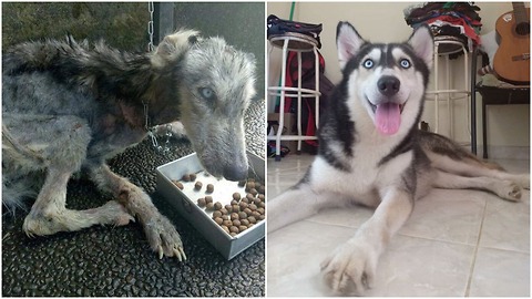 He Found Husky Look Like A Skeleton but after 10 Months She’s Unrecognizable