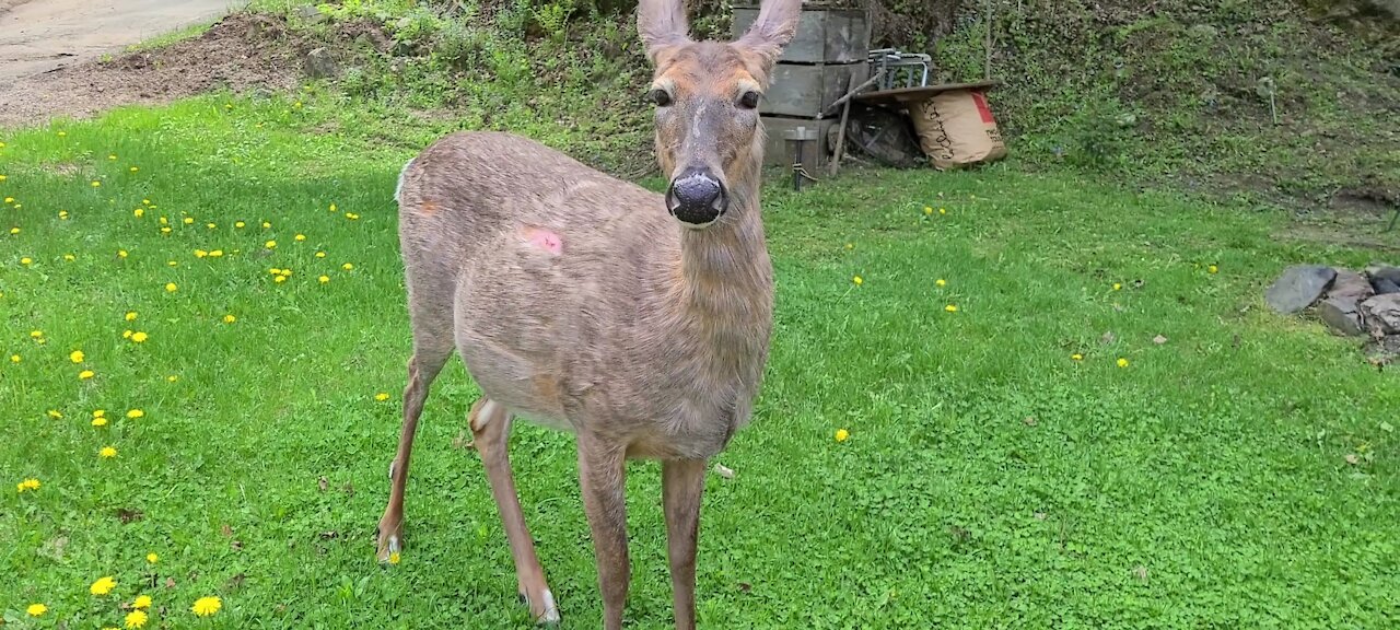 Pregnant deer is hesitant to approach people