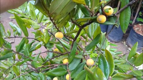 frutíferas produzindo em vaso jabuticaba framboesa araçá pêra cabeludinha cupuaçu manga caju anão
