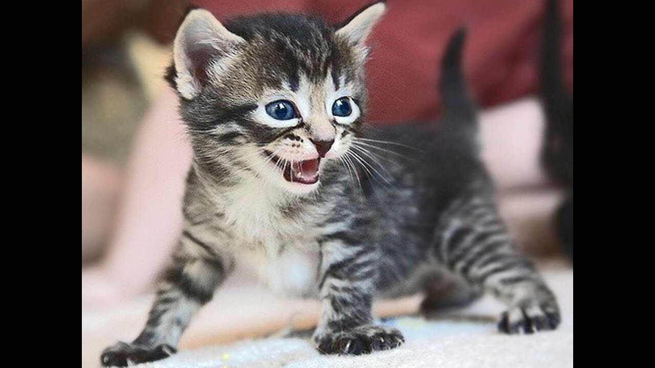 Funniest and Cutest Pet Compilation #6