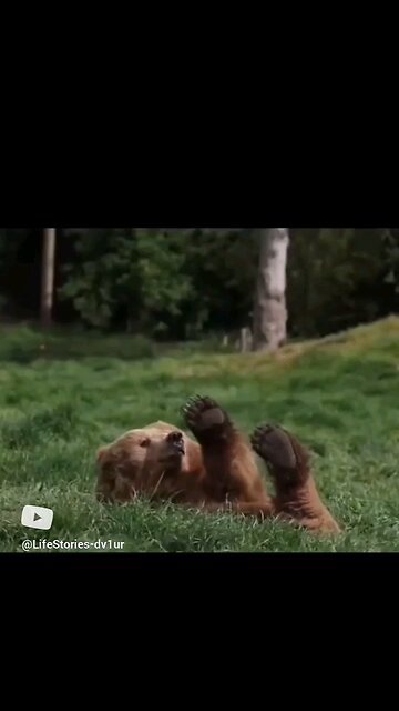 my dog looks like a bear @Olympic Game Park #wildlife #bears #short #shorts