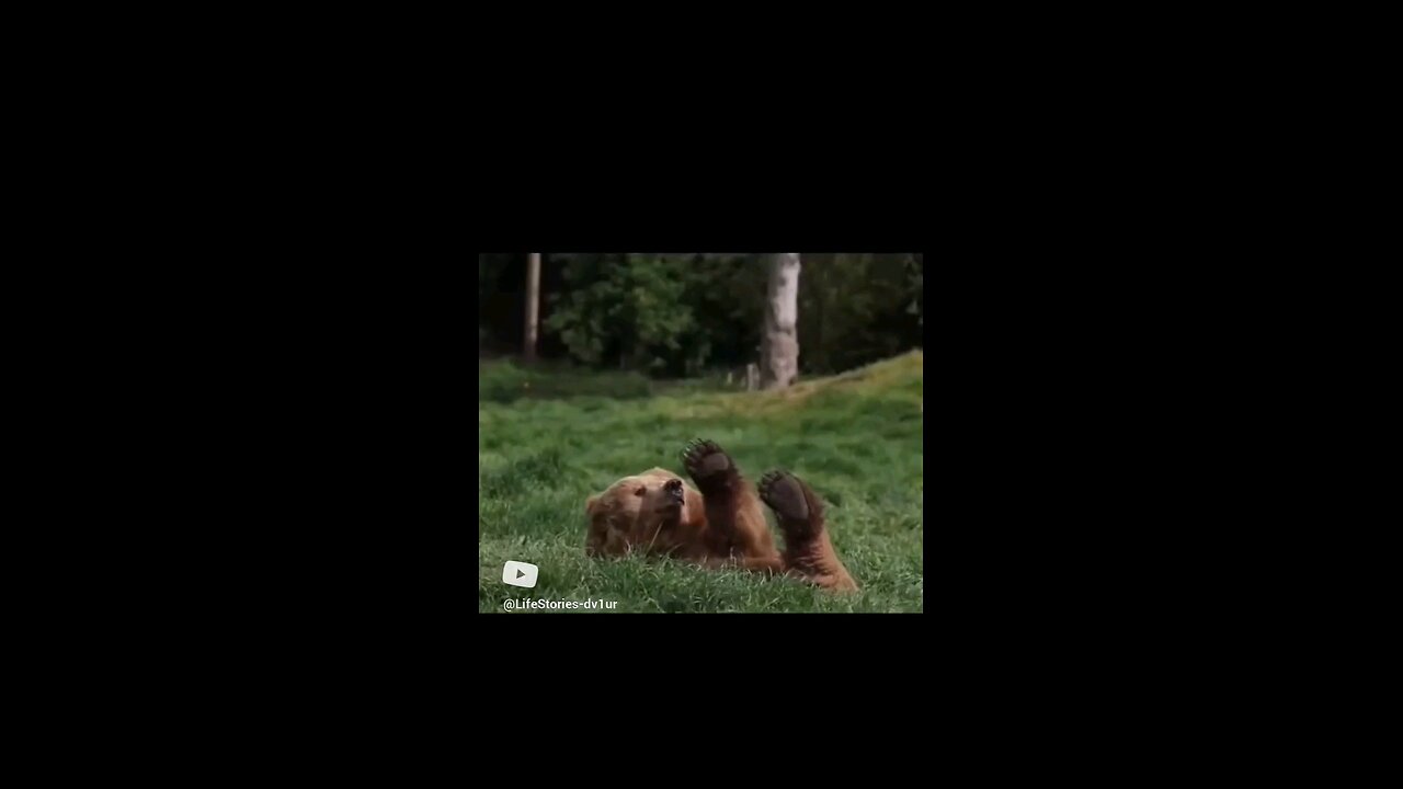 my dog looks like a bear @Olympic Game Park #wildlife #bears #short #shorts